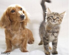 ペット可マンション