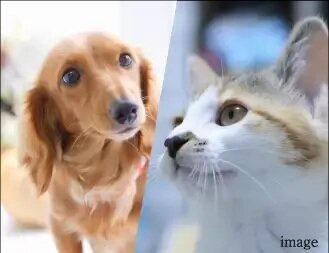 ペット飼育が可能