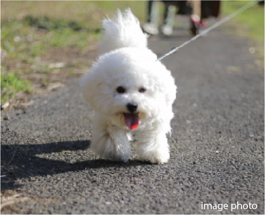 ペットと暮らせるマンション