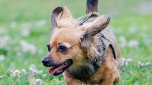 ペットと一緒に暮らせます