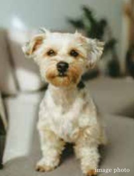 ペット専用の足洗い場を設置