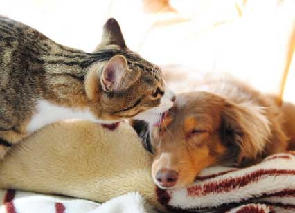 ペット飼育可能