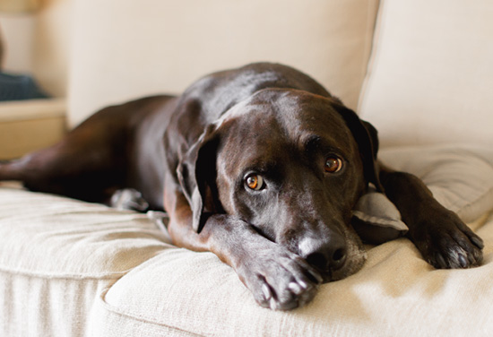 大型犬飼育可能