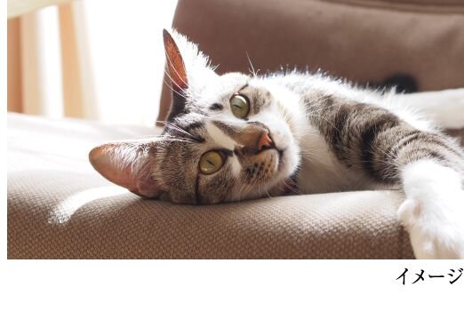 ペット飼育可マンション