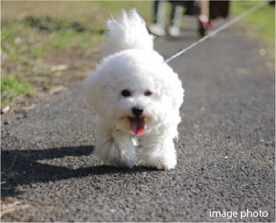 ペットと暮らせるマンション