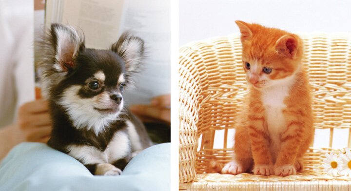 ペットと暮らせる