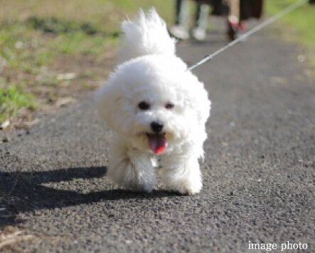 ペットと暮らせるマンション