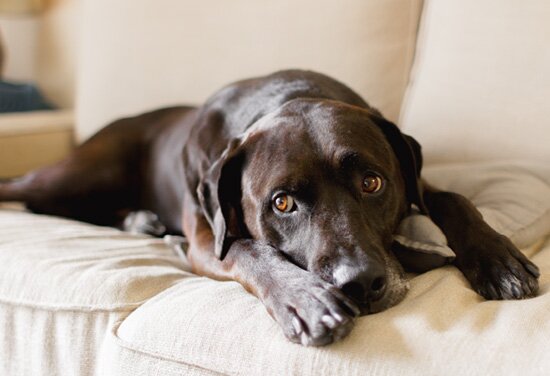 大型犬飼育可能