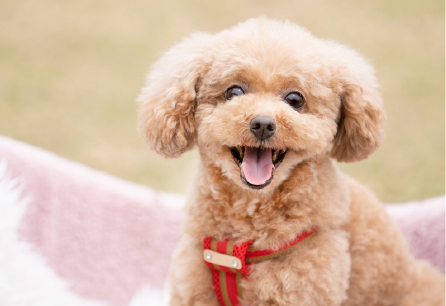 ペット同居可能