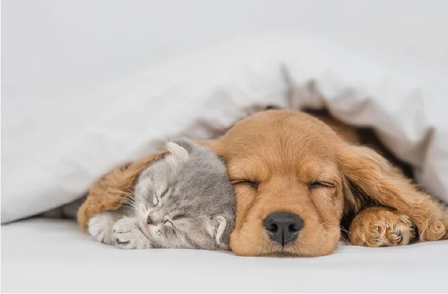 ペット可マンション