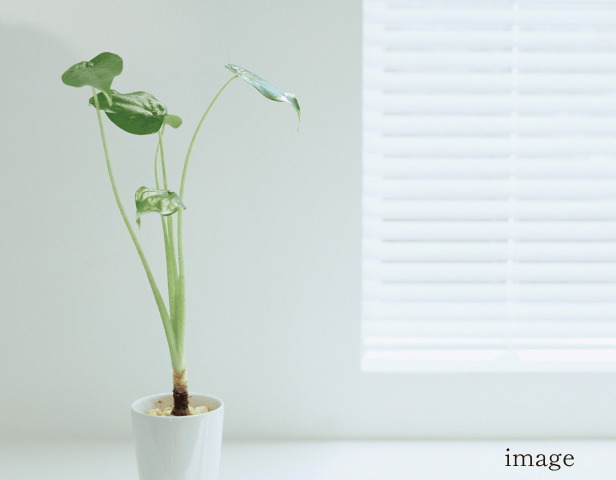 シックハウス対策