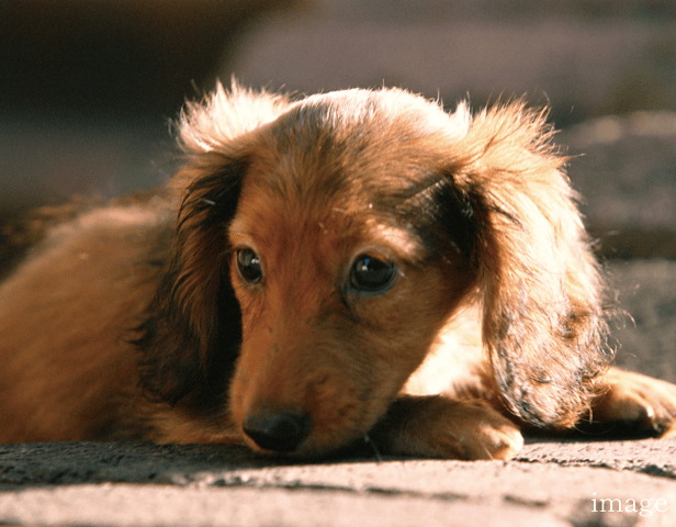 ペット用足洗場