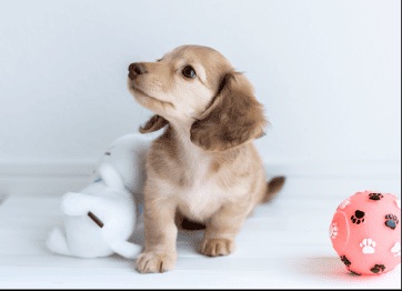 ペット飼育可能