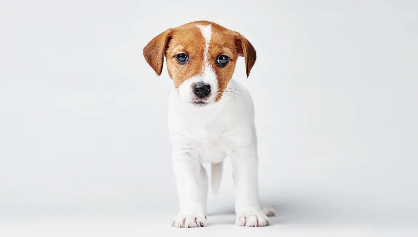 ペットと暮らせるマンション