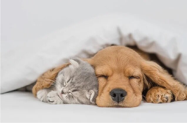 ペット可マンション