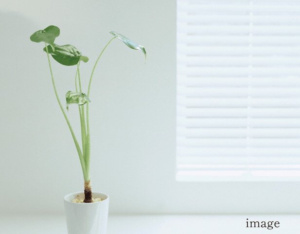 シックハウス対策