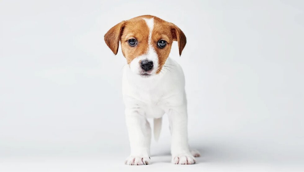 ペットと暮らせるマンション