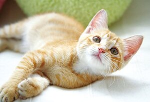 ペット可マンション