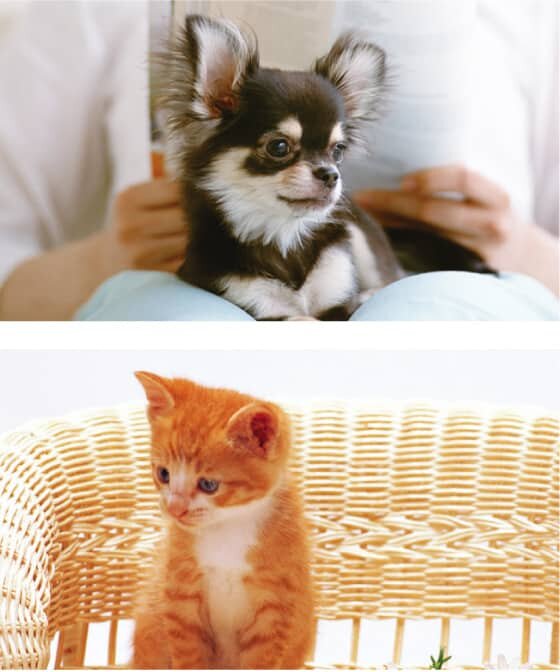 ペットと暮らせる