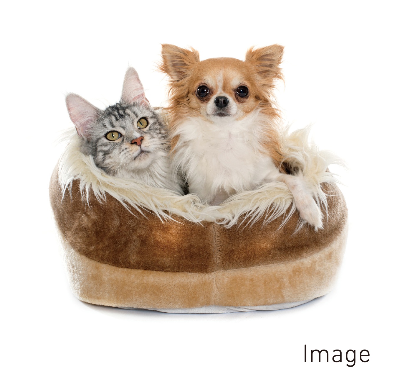 ペット同居可能
（ペット種類・数は管理規約に準じます）