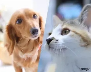 ペット飼育が可能