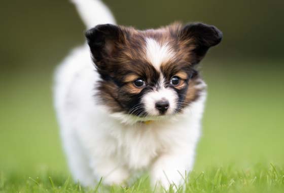 ペット足洗い場