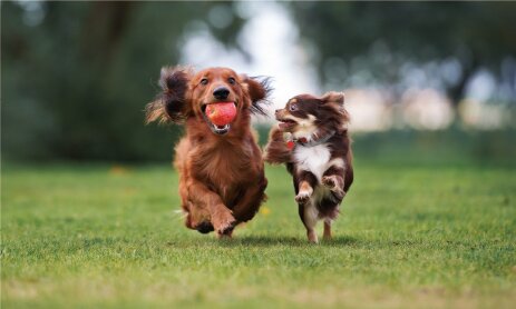 ペット２匹まで可能