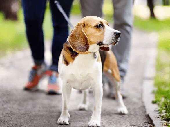 ペット足洗い場