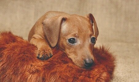 ペット足洗い場