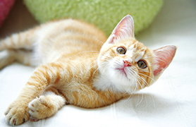 ペット可マンション