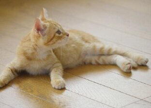 TES温水床暖房