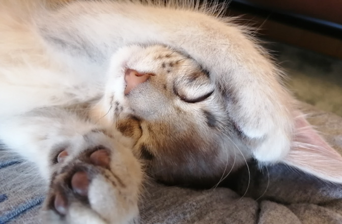 ペット飼育可能