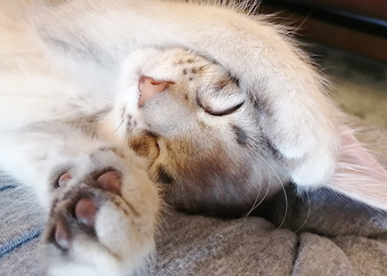 ペット飼育可