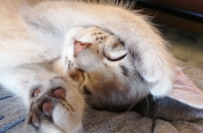 ペット飼育可能