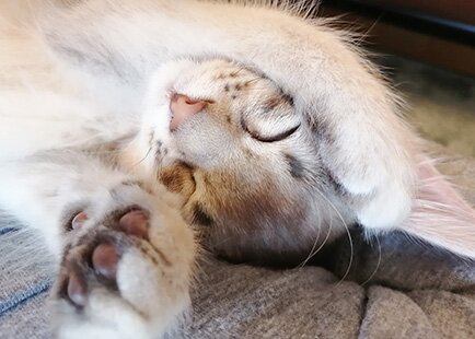ペット飼育可