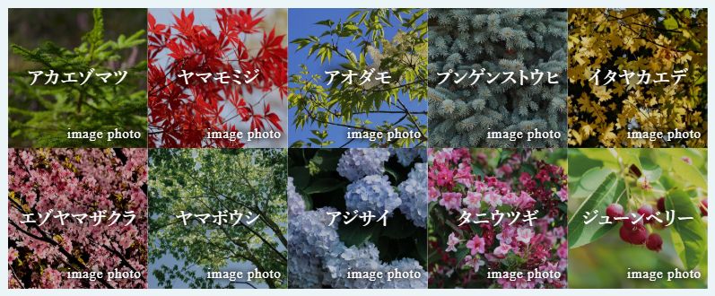 多彩な樹木を組み合わせ、自然の趣を創出した植栽計画。