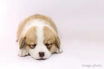 ペット飼育可