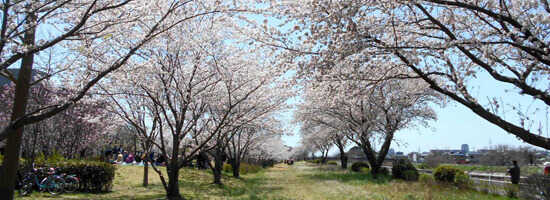 花見川千本桜緑地