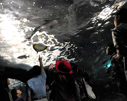 新江ノ島水族館