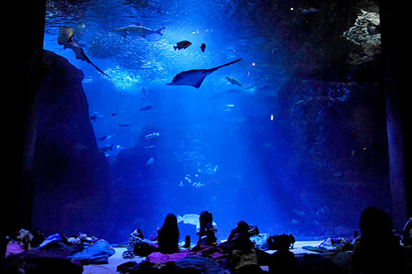 新江ノ島水族館