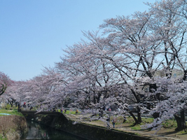 千本桜