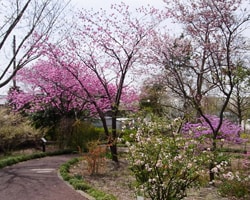 こども植物園