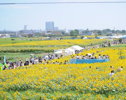 座間市ひまわり畑