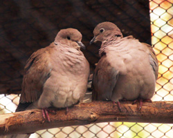 キャンベルタウン野鳥の森