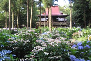 指扇氷川神社・鎮守アジサイ園