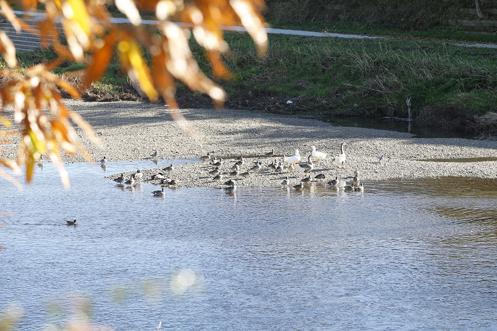 柳瀬川・新河岸川の河川敷