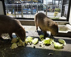 あらかわ遊園