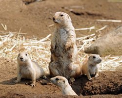 自然動物園