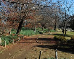 清瀬金山緑地公園