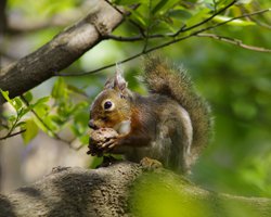 井の頭自然文化園